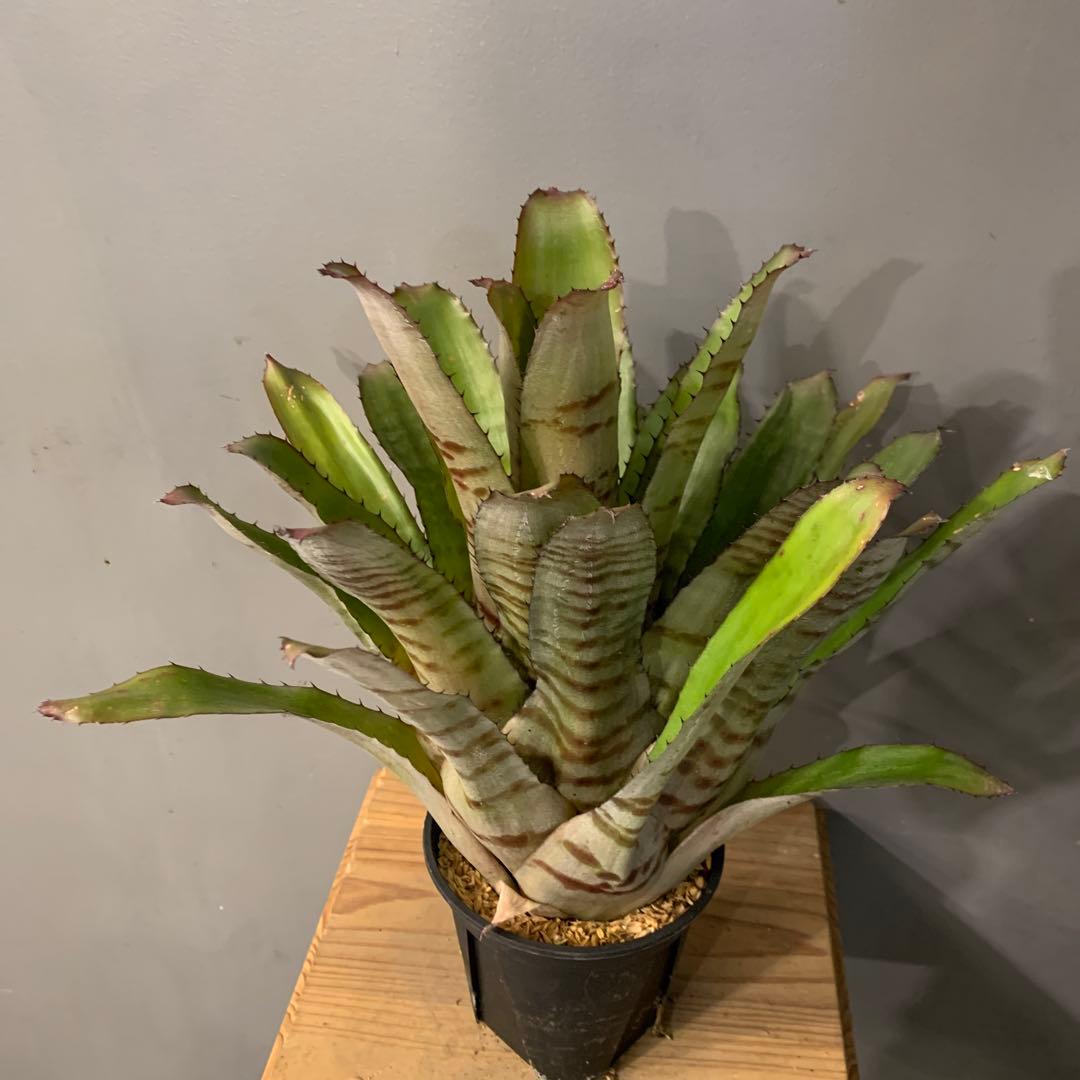 エクメア バケーロ 2