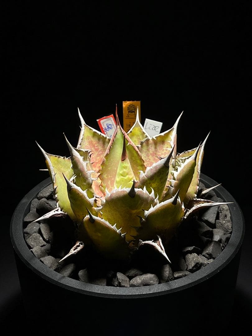 Agave Hybrid \"黑火焔×血雨雷神\"