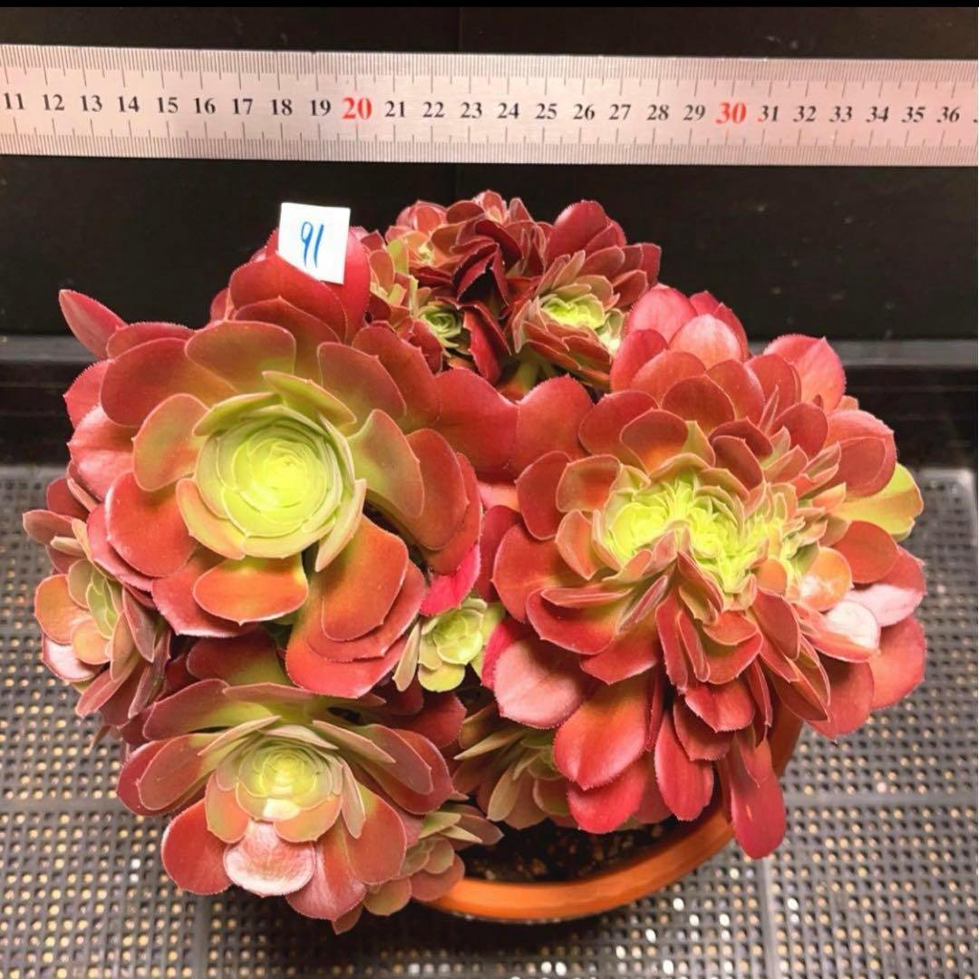 91#多肉植物アエオニウム❤️ サラダボールセッカ ❤️23cm拔き苗