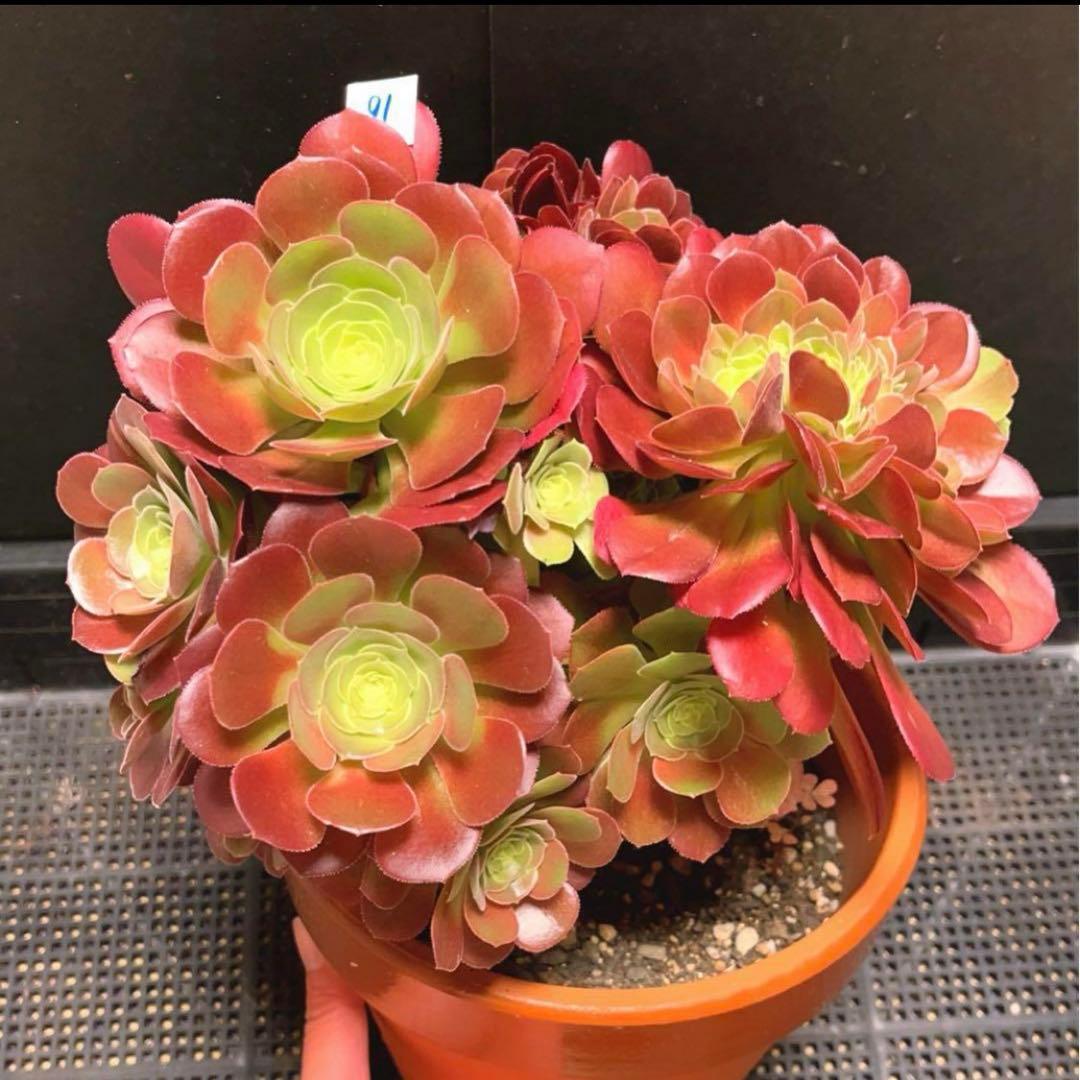 91#多肉植物アエオニウム❤️ サラダボールセッカ ❤️23cm拔き苗