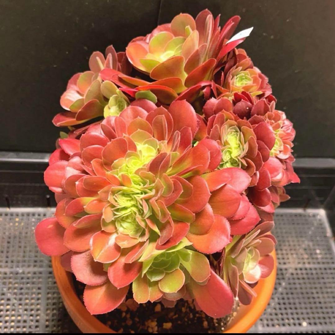 91#多肉植物アエオニウム❤️ サラダボールセッカ ❤️23cm拔き苗