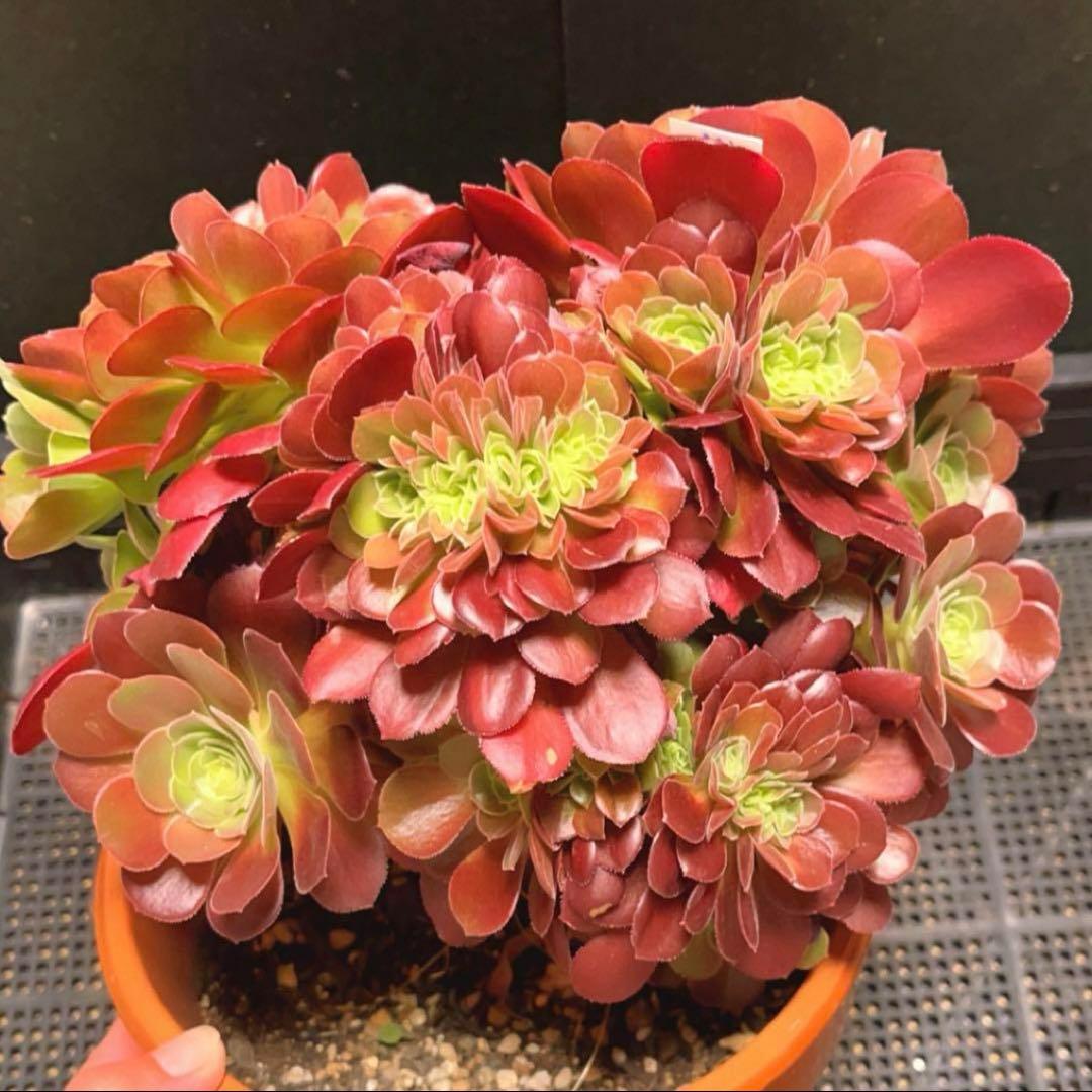 91#多肉植物アエオニウム❤️ サラダボールセッカ ❤️23cm拔き苗