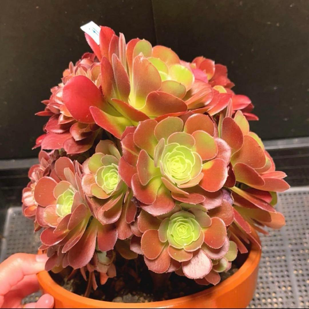 91#多肉植物アエオニウム❤️ サラダボールセッカ ❤️23cm拔き苗