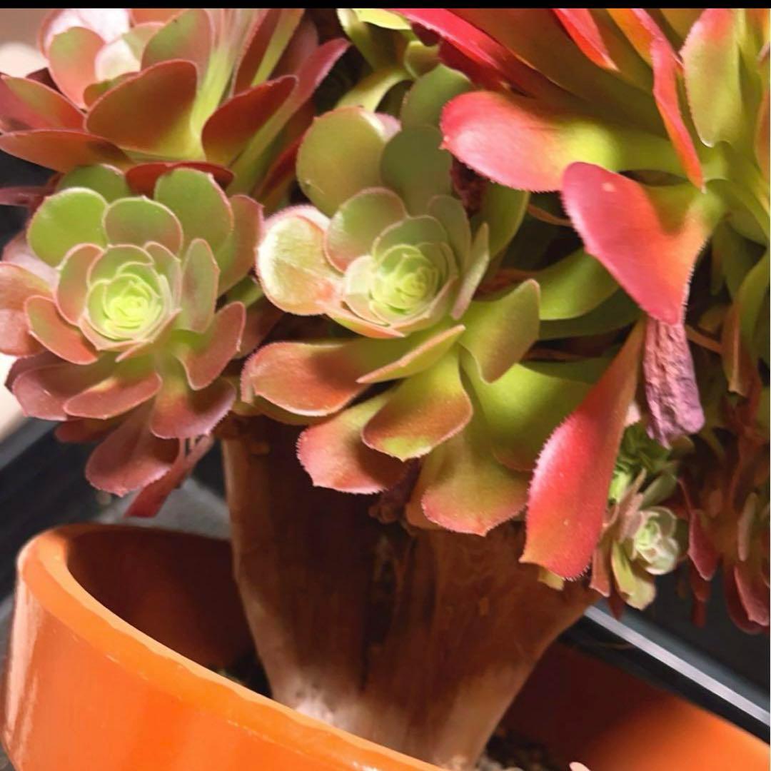 91#多肉植物アエオニウム❤️ サラダボールセッカ ❤️23cm拔き苗