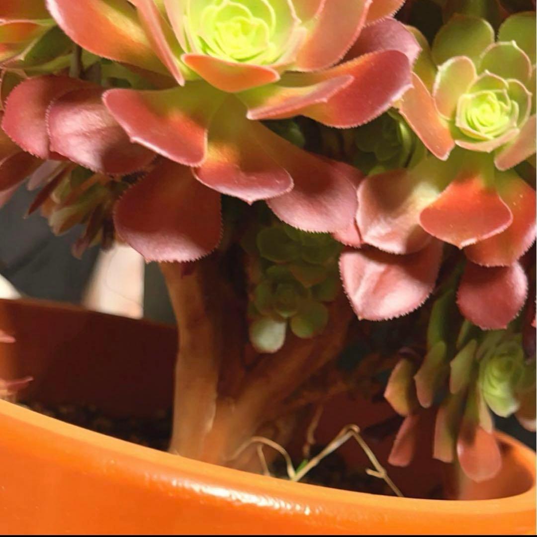 91#多肉植物アエオニウム❤️ サラダボールセッカ ❤️23cm拔き苗