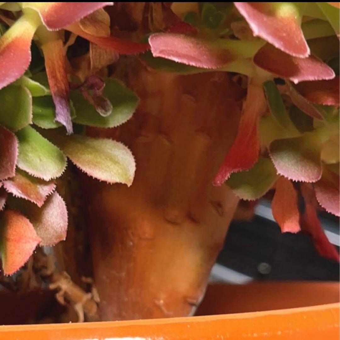 91#多肉植物アエオニウム❤️ サラダボールセッカ ❤️23cm拔き苗