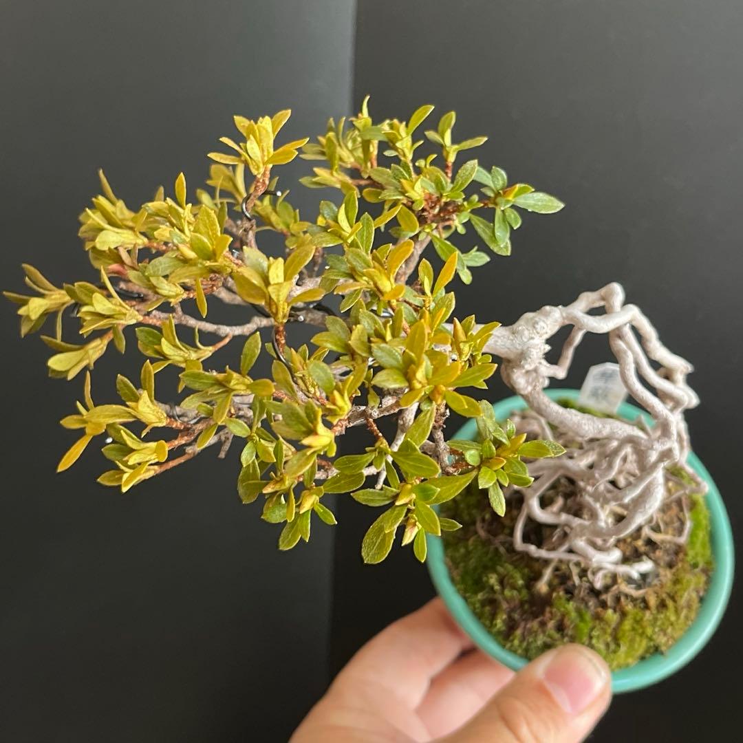 皐月盆栽　華厳　根上がり　小品盆栽　花芽あり　根芸、小葉、(検索用　サツキ、花物