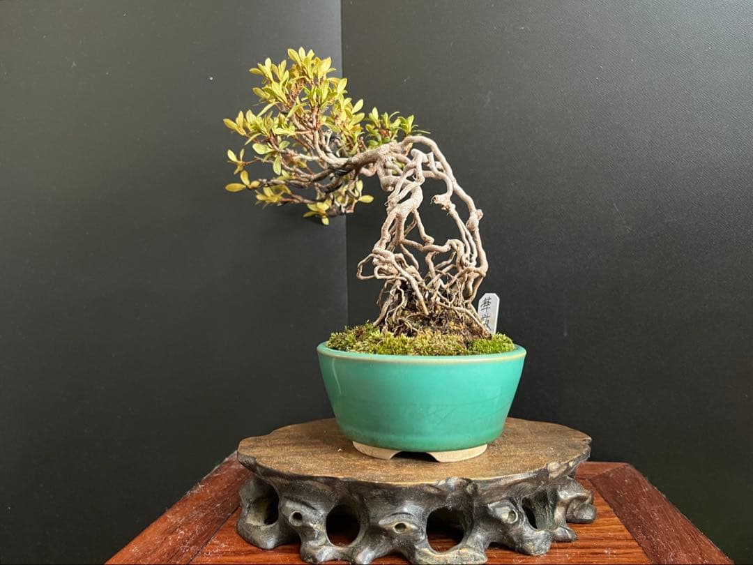 皐月盆栽　華厳　根上がり　小品盆栽　花芽あり　根芸、小葉、(検索用　サツキ、花物