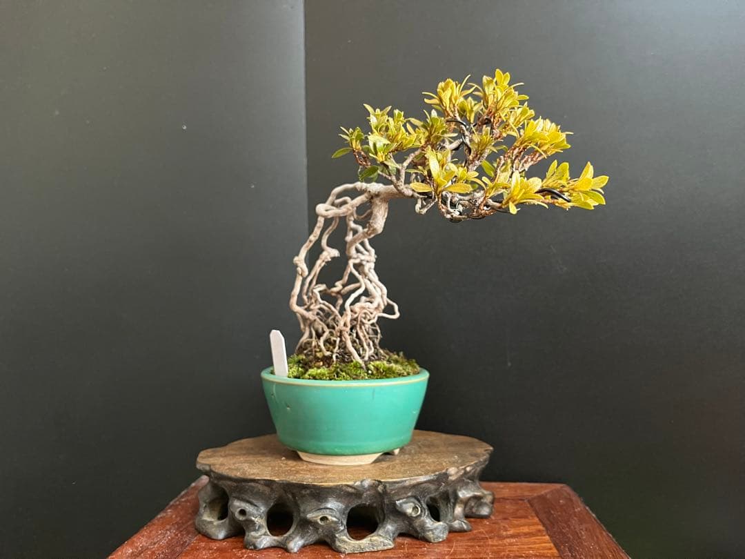 皐月盆栽　華厳　根上がり　小品盆栽　花芽あり　根芸、小葉、(検索用　サツキ、花物