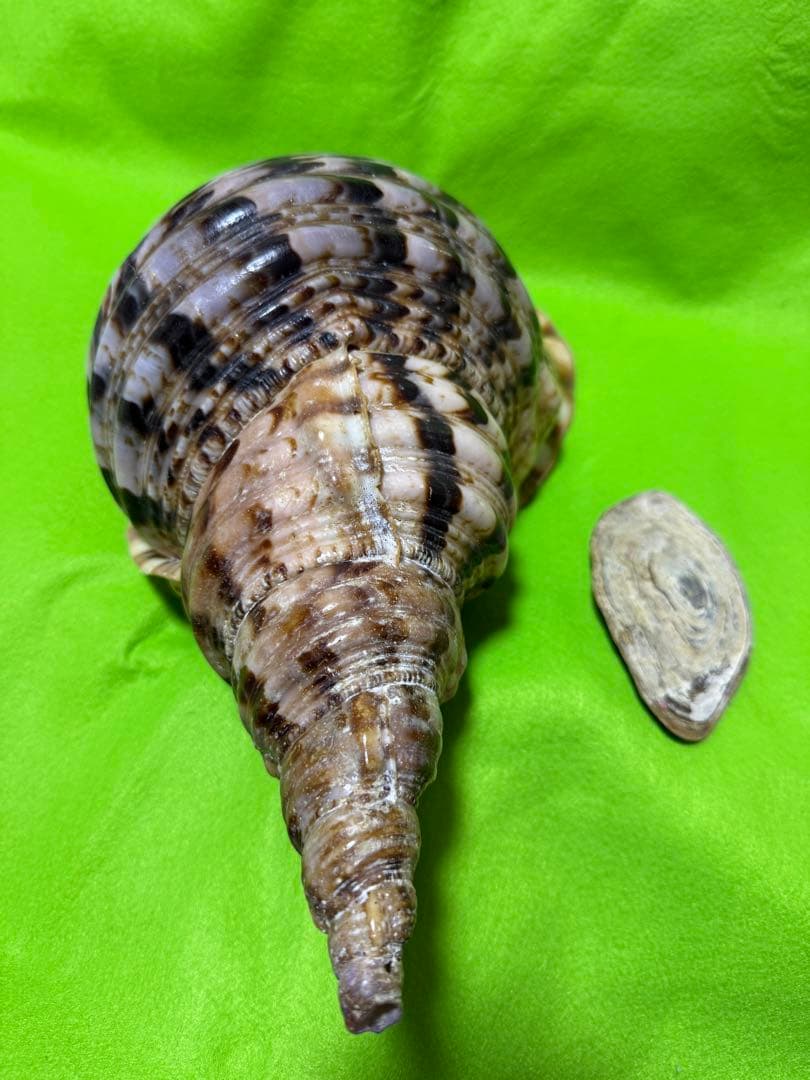貝(沖縄の青い海の宝) ホラ貝蓋付