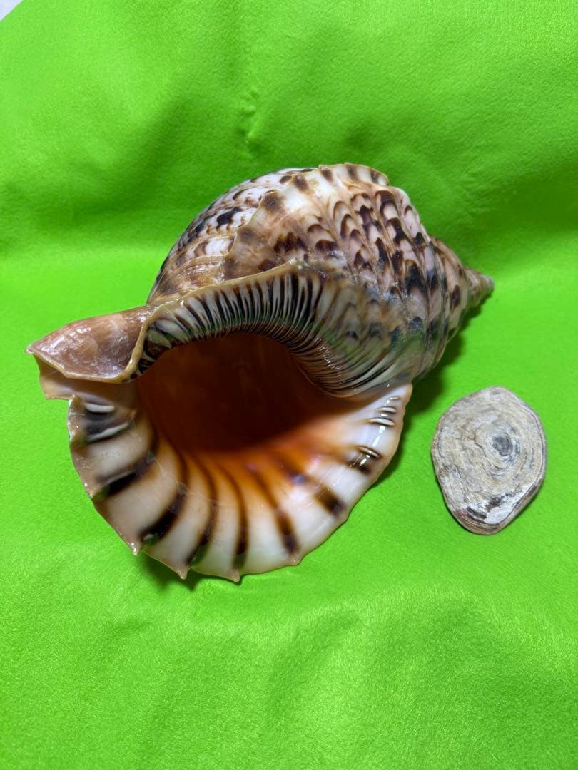 貝(沖縄の青い海の宝) ホラ貝蓋付