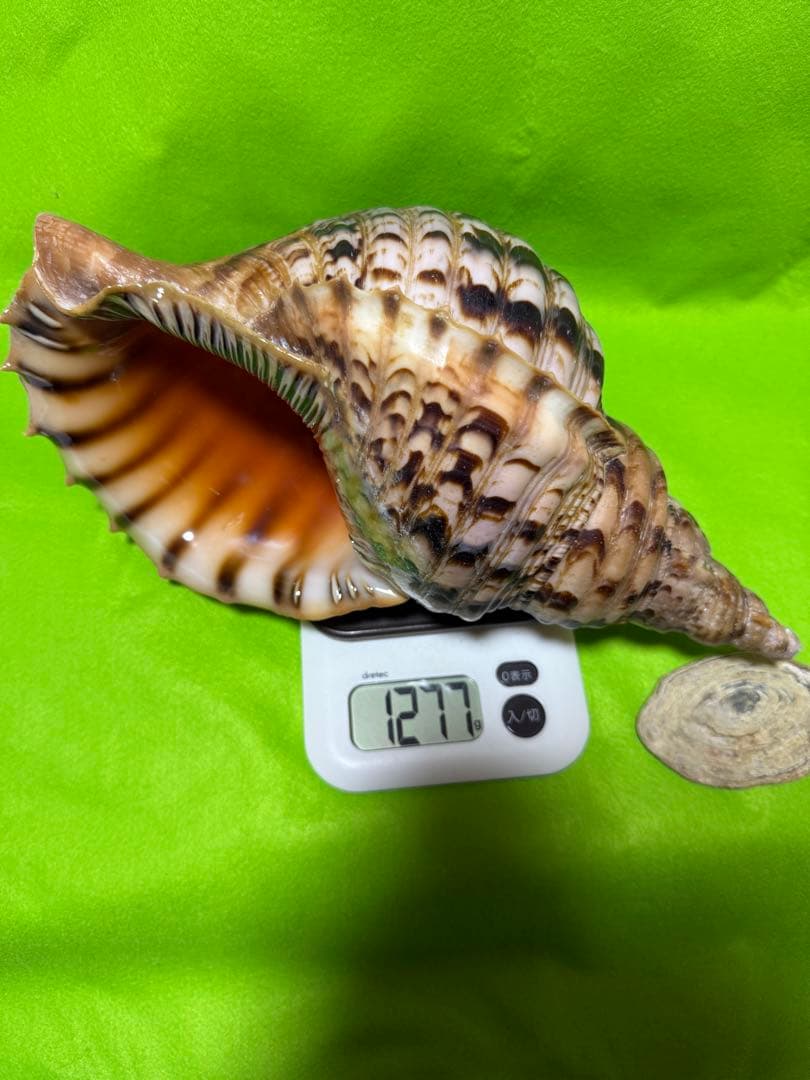 貝(沖縄の青い海の宝) ホラ貝蓋付