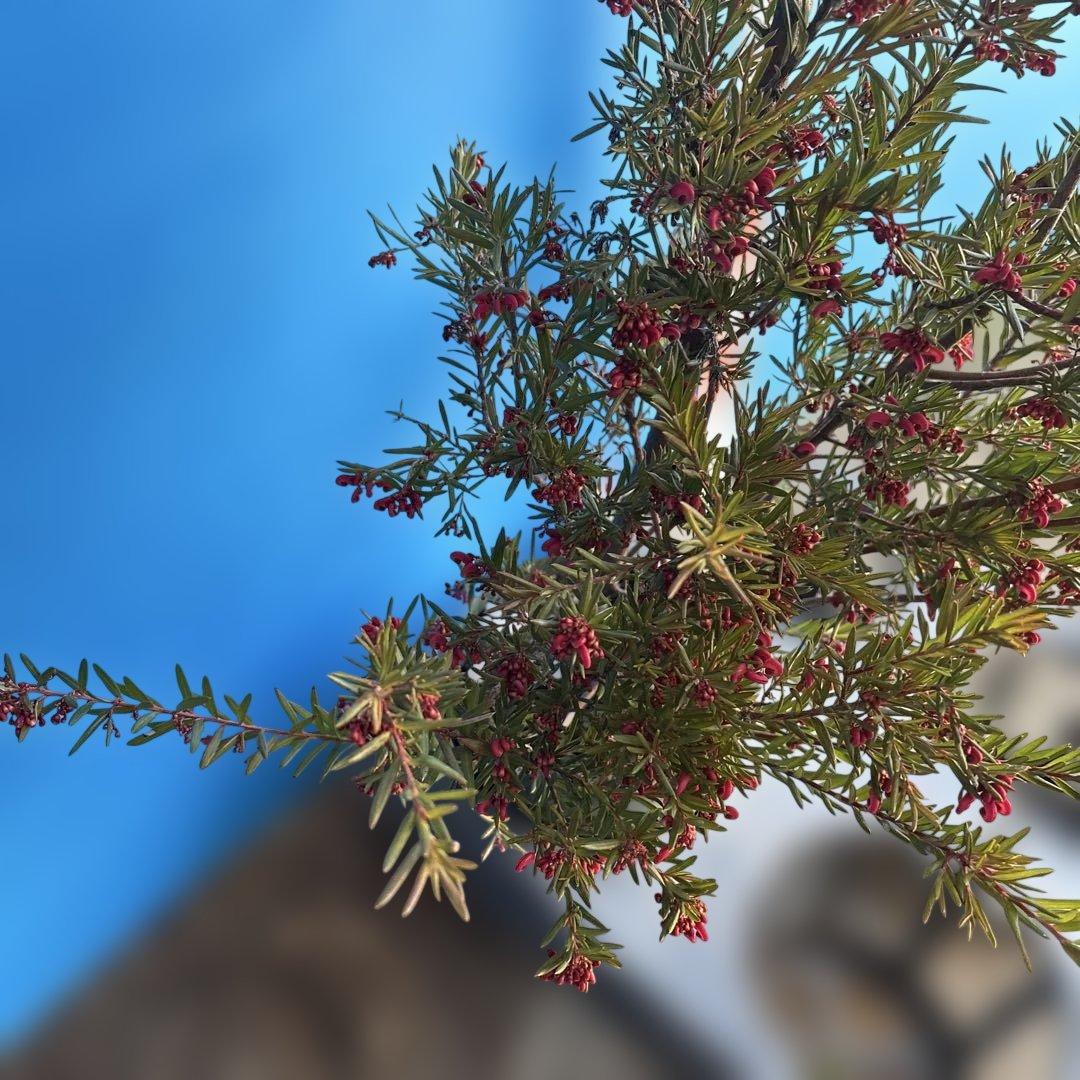 『セール品』グレビレア　ジョンエバンス 大苗