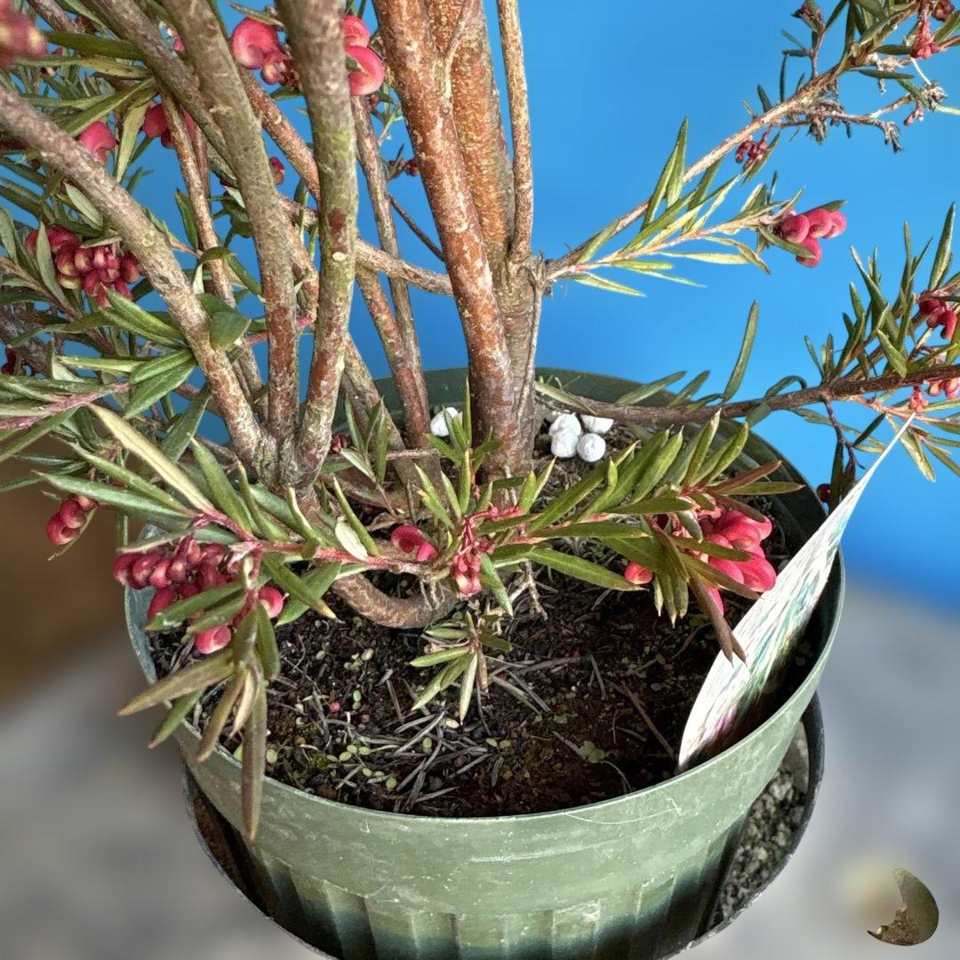 『セール品』グレビレア　ジョンエバンス 大苗