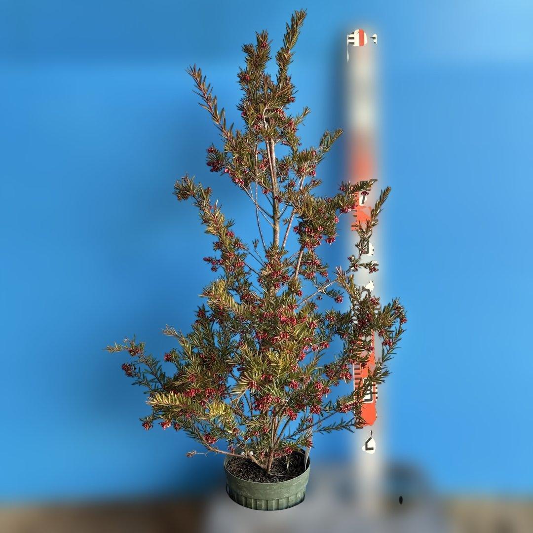 『セール品』グレビレア　ジョンエバンス 大苗