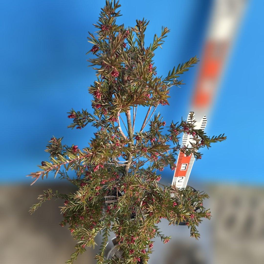 『セール品』グレビレア　ジョンエバンス 大苗