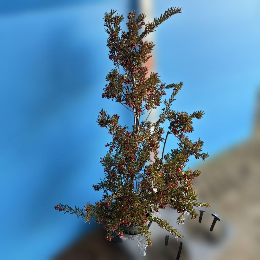 『セール品』グレビレア　ジョンエバンス 大苗