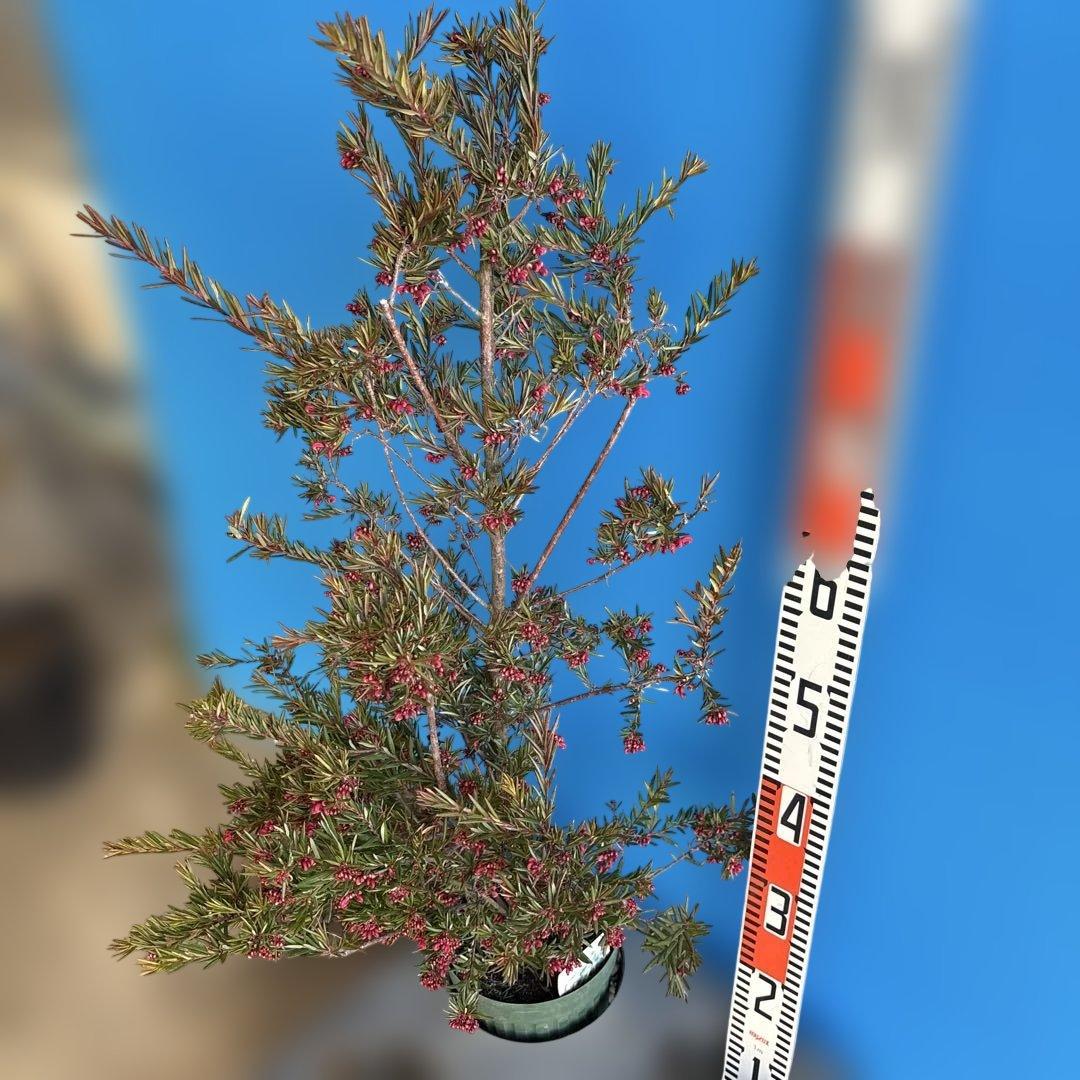 『セール品』グレビレア　ジョンエバンス 大苗