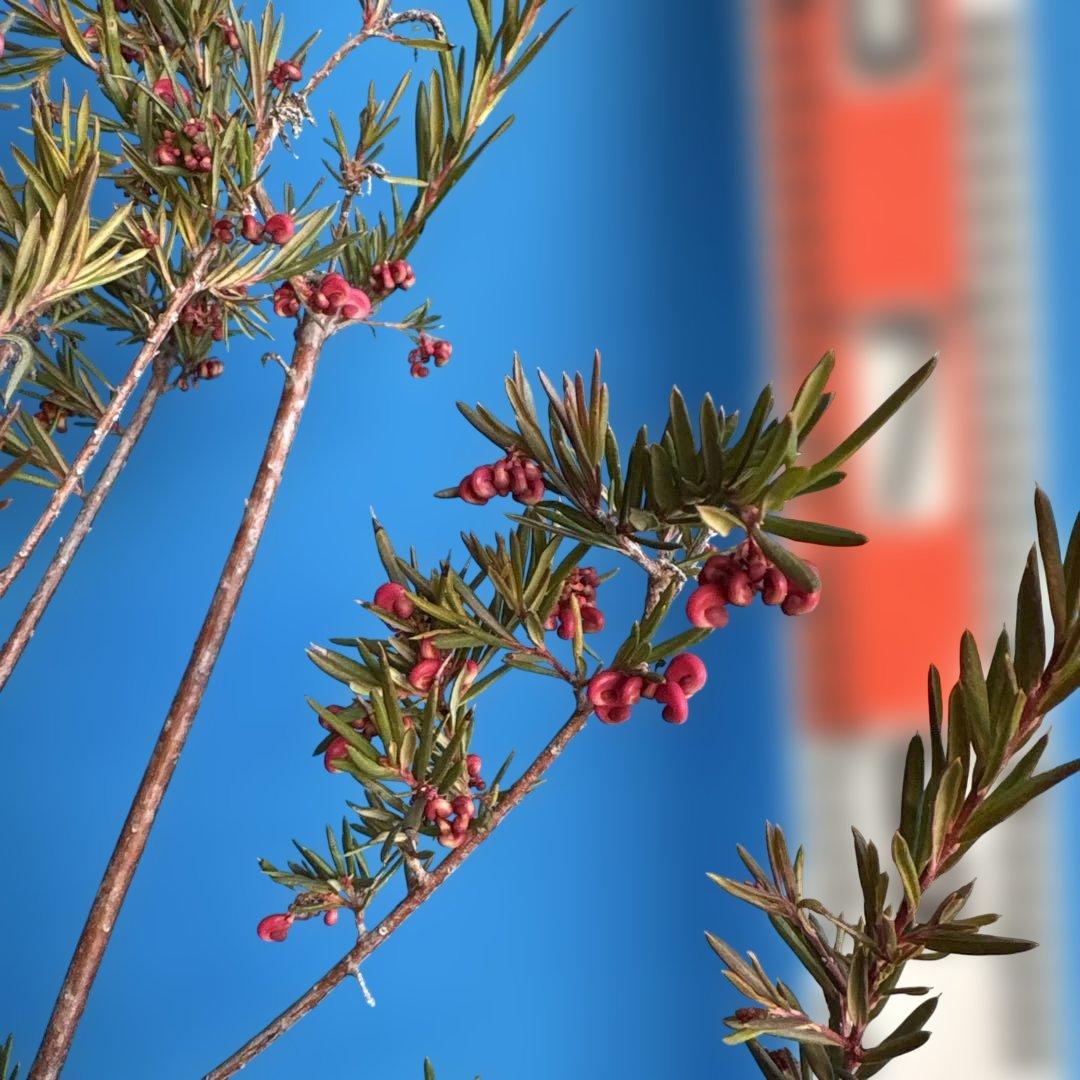 『セール品』グレビレア　ジョンエバンス 大苗