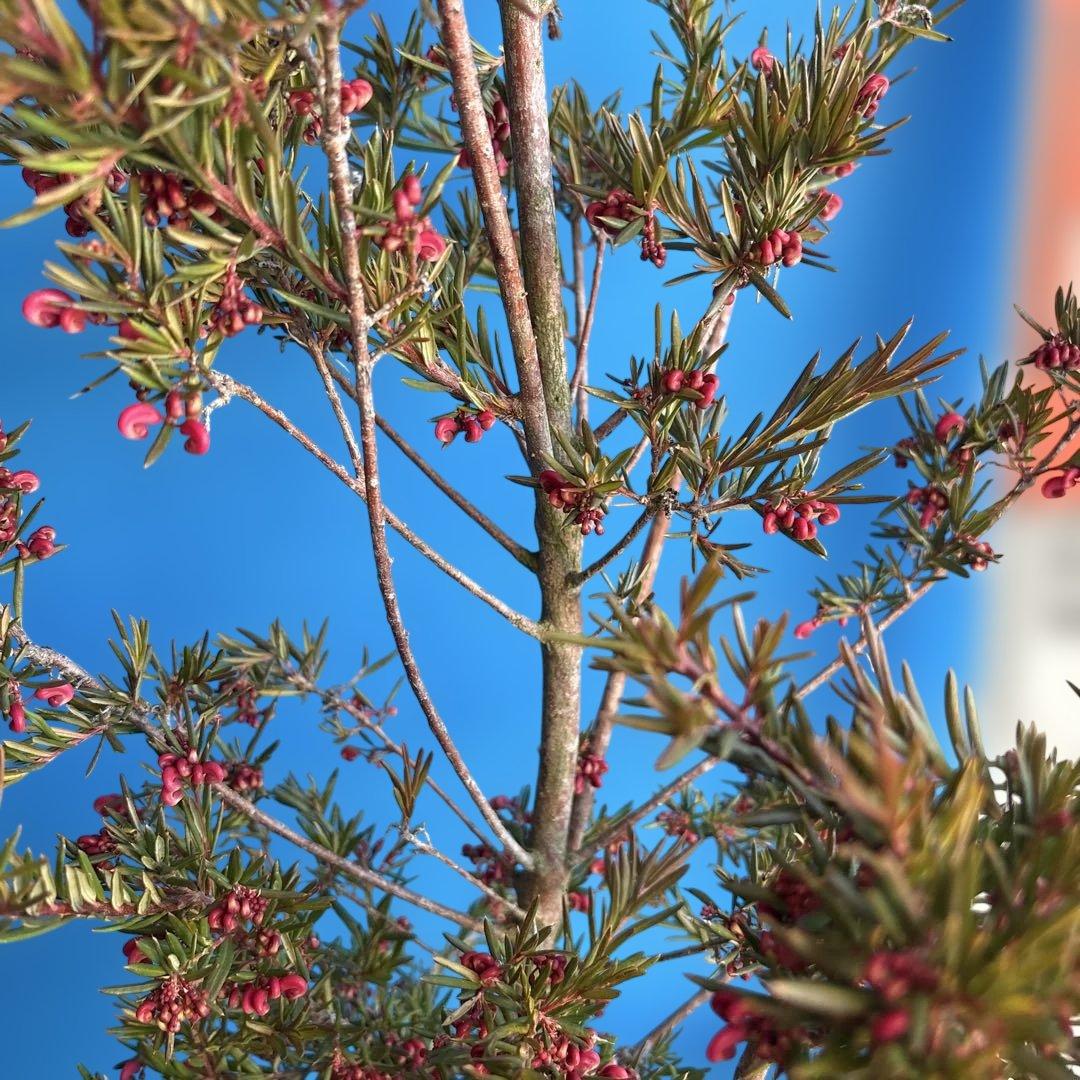 『セール品』グレビレア　ジョンエバンス 大苗