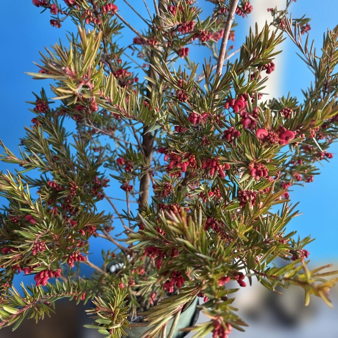 『セール品』グレビレア　ジョンエバンス 大苗