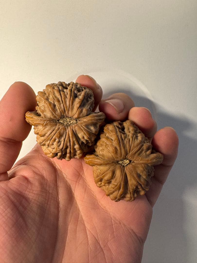 セール中　血麒麟核桃 極上逸品