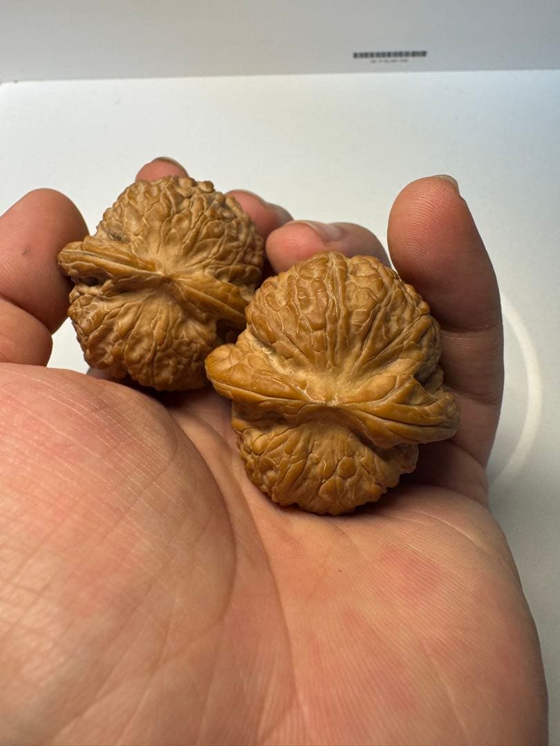 セール中　血麒麟核桃 極上逸品