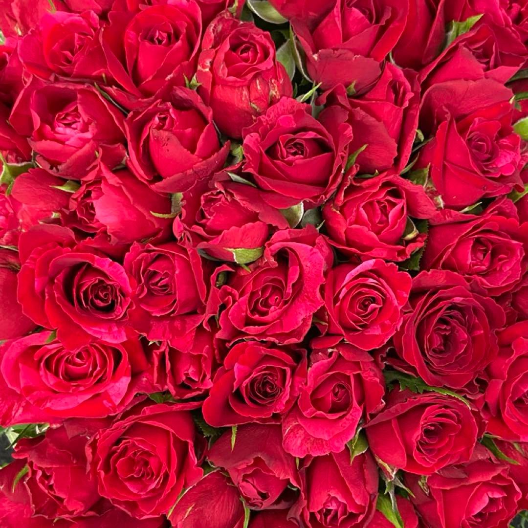 赤薔薇　バラ（切り花 ・生花）フルフル　30㎝SM　40本　産地直送❗️鮮度抜群❗️