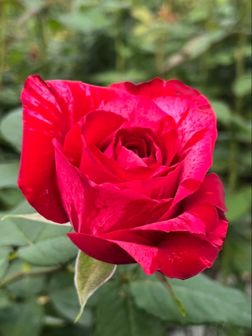 赤薔薇　バラ（切り花 ・生花）フルフル　30㎝SM　40本　産地直送❗️鮮度抜群❗️