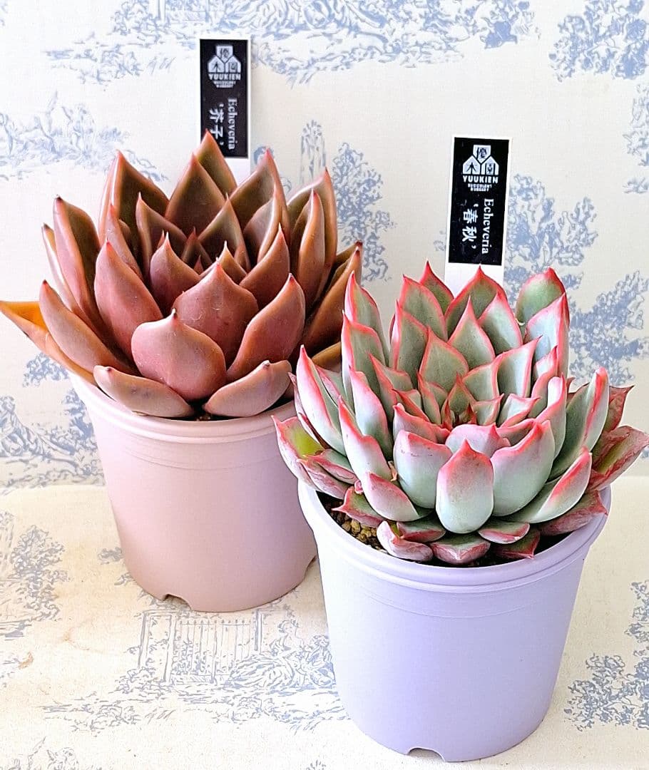 春秋芥子札付きポットごとメルカリ便優木園さん苗バラ売り組み替え不可