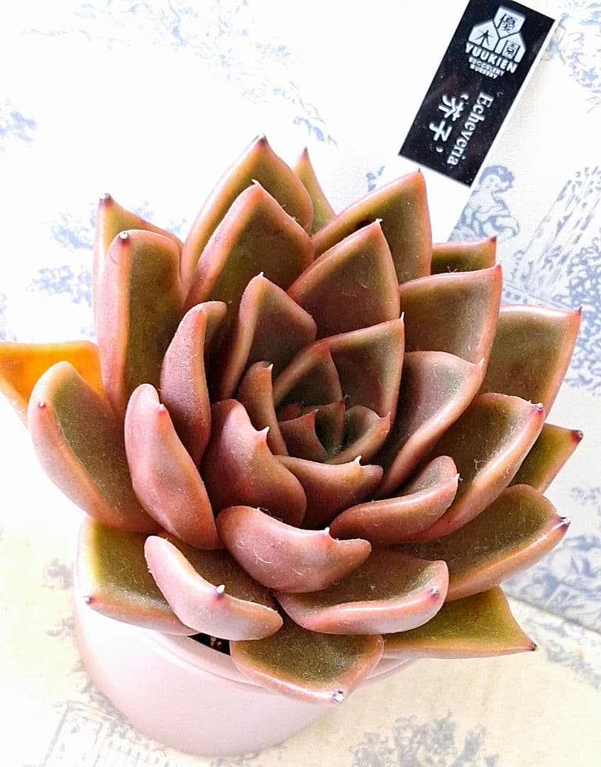 春秋芥子札付きポットごとメルカリ便優木園さん苗バラ売り組み替え不可