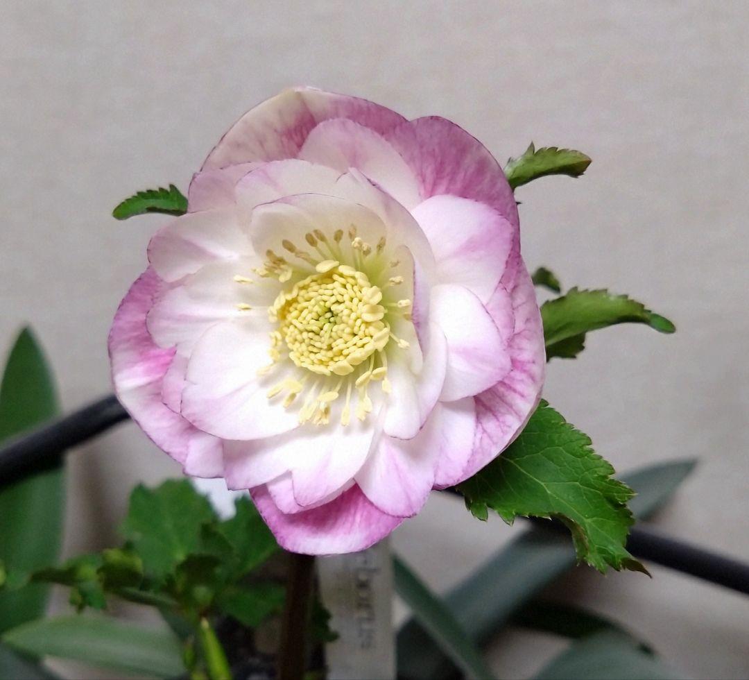 ♥広瀬園芸♥クリスマスローズ①　希望があれば広瀬園芸認定ソレイユと受粉付