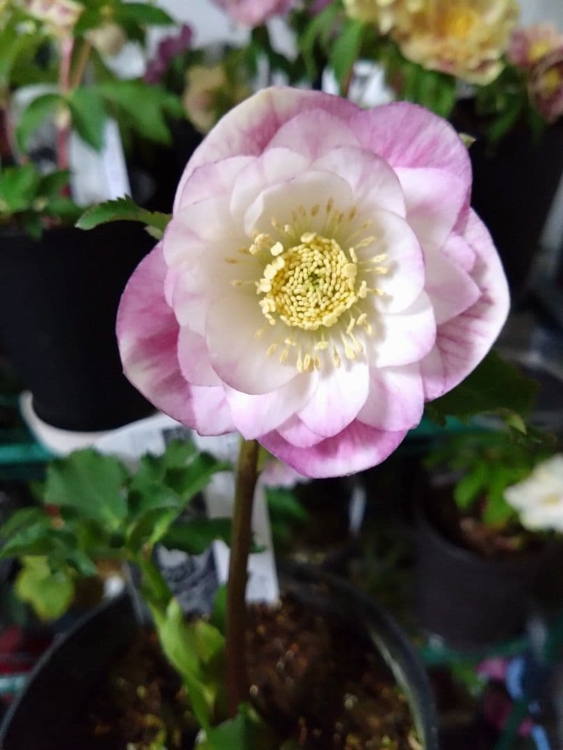 ♥広瀬園芸♥クリスマスローズ①　希望があれば広瀬園芸認定ソレイユと受粉付