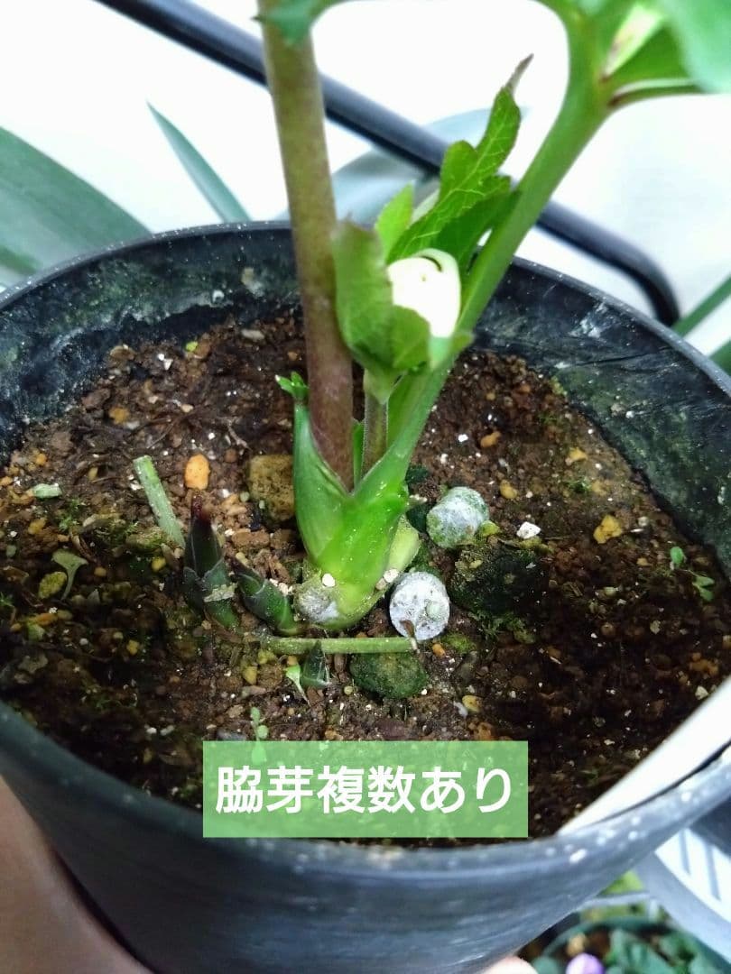 ♥広瀬園芸♥クリスマスローズ①　希望があれば広瀬園芸認定ソレイユと受粉付