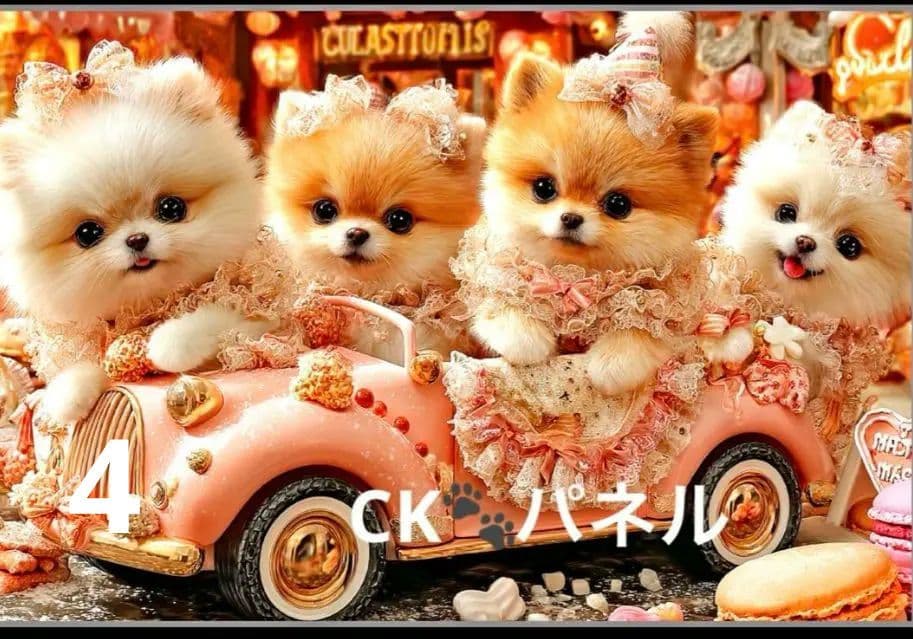 121　横長ハンカチ　ポメラニアン柄8/30