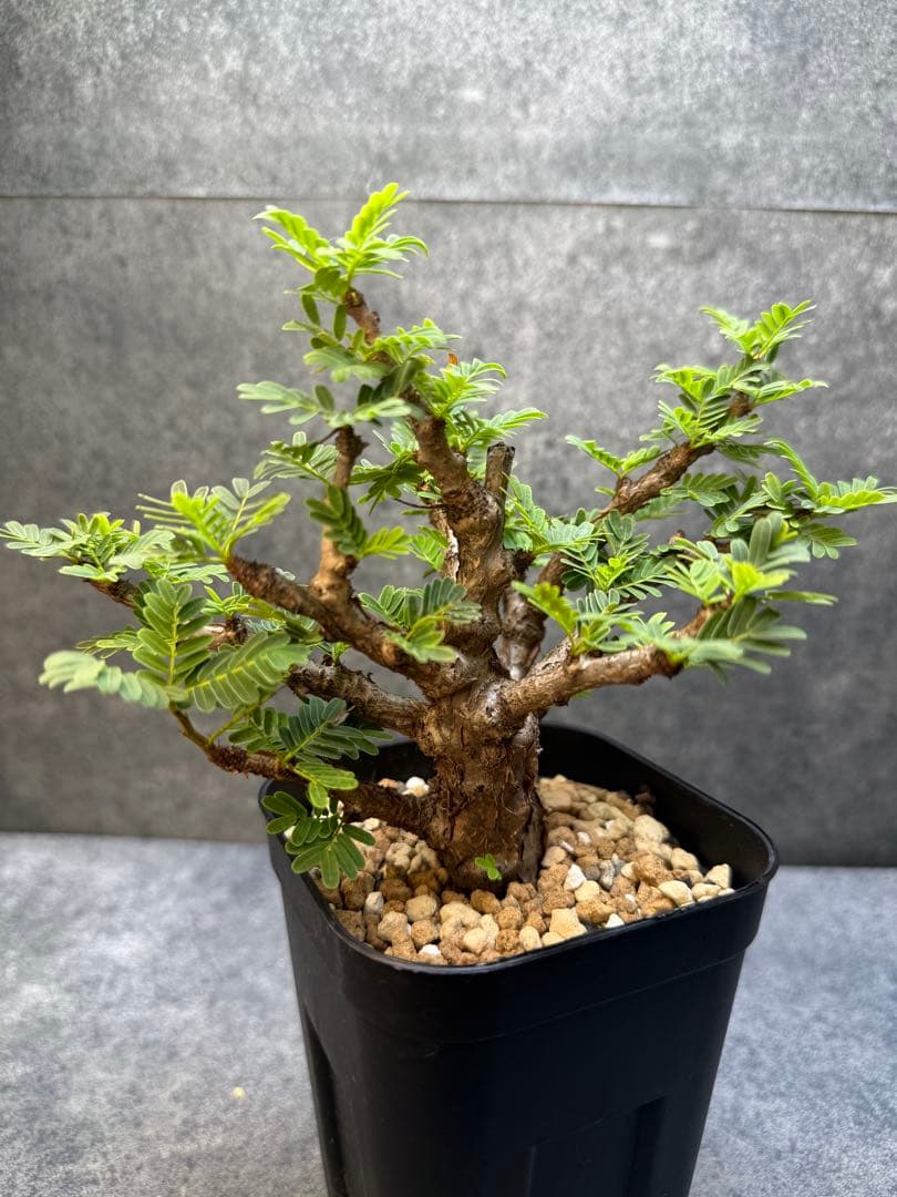 センナ　メリディオナリス　海外実生　発根済み　280