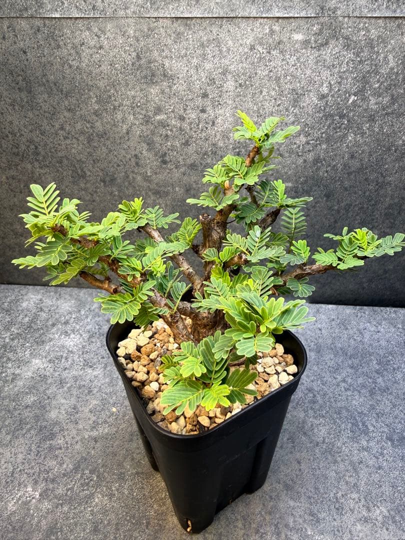 センナ　メリディオナリス　海外実生　発根済み　280