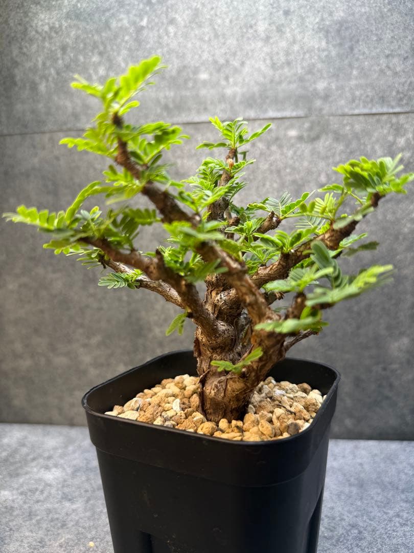 センナ　メリディオナリス　海外実生　発根済み　280