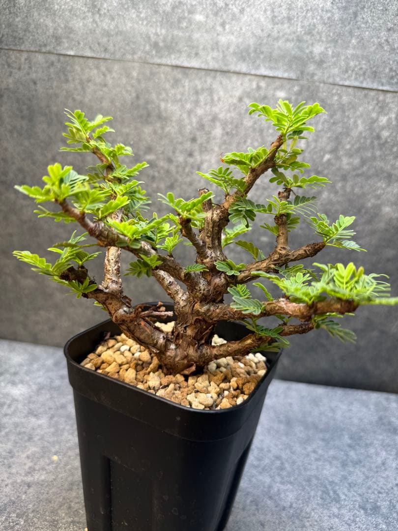 センナ　メリディオナリス　海外実生　発根済み　280