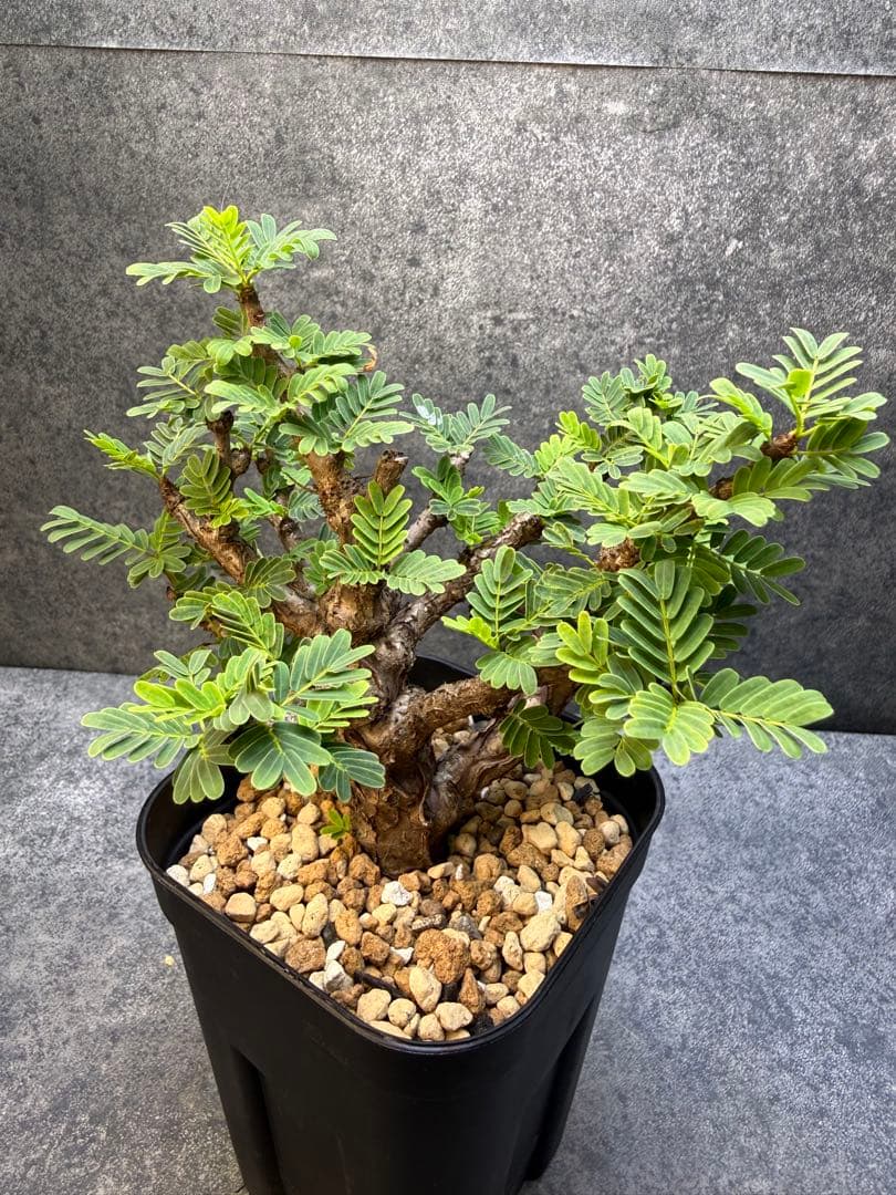 センナ　メリディオナリス　海外実生　発根済み　280