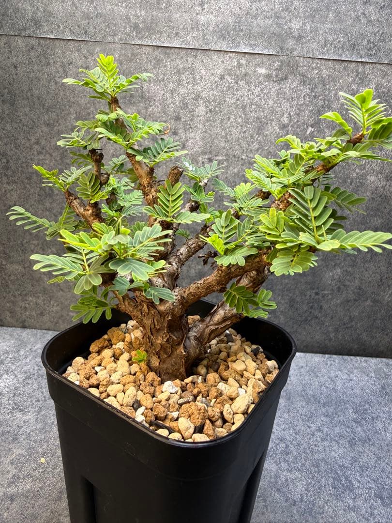 センナ　メリディオナリス　海外実生　発根済み　280