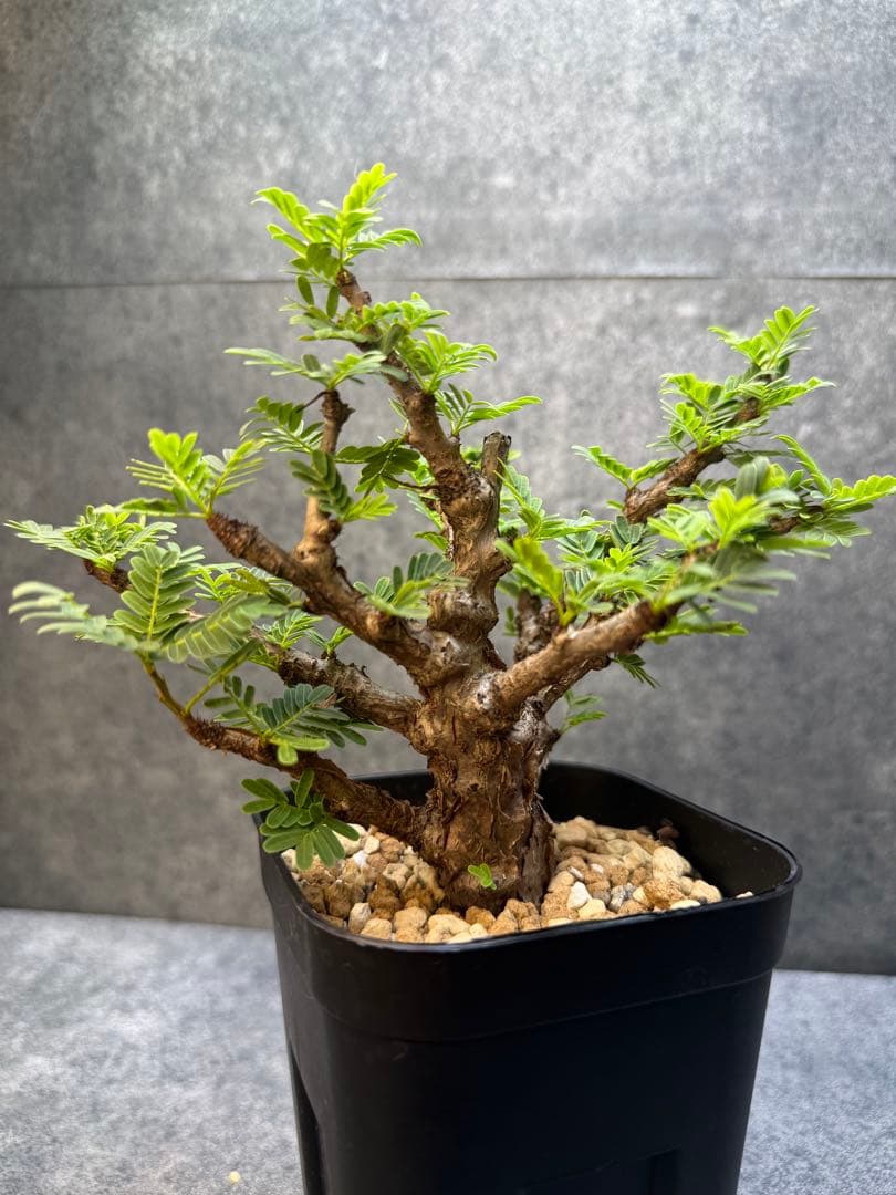 センナ　メリディオナリス　海外実生　発根済み　280