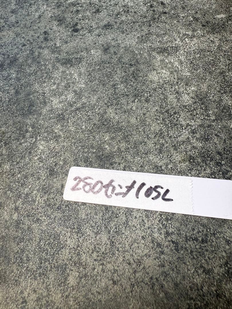 センナ　メリディオナリス　海外実生　発根済み　280