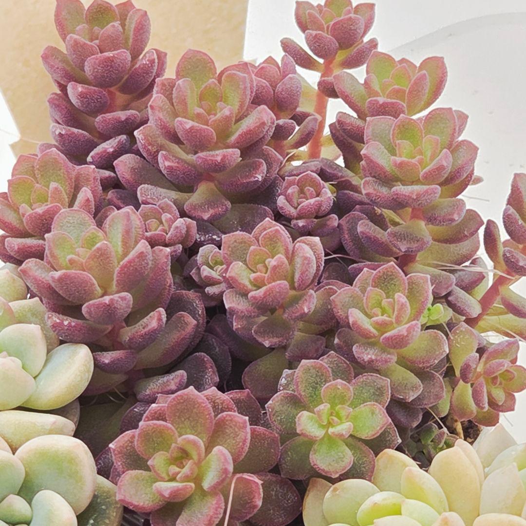 みー❀✼❅様追加2苗㊴大量苗❣️リンダ❣️スプワンプロリ❣️くもも❣️メイプル