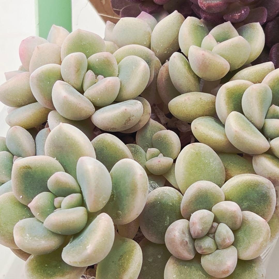 みー❀✼❅様追加2苗㊴大量苗❣️リンダ❣️スプワンプロリ❣️くもも❣️メイプル