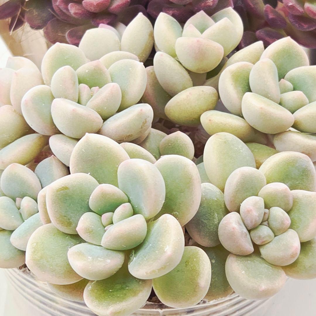 みー❀✼❅様追加2苗㊴大量苗❣️リンダ❣️スプワンプロリ❣️くもも❣️メイプル