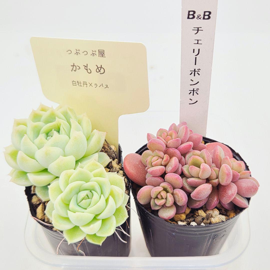 みー❀✼❅様追加2苗㊴大量苗❣️リンダ❣️スプワンプロリ❣️くもも❣️メイプル