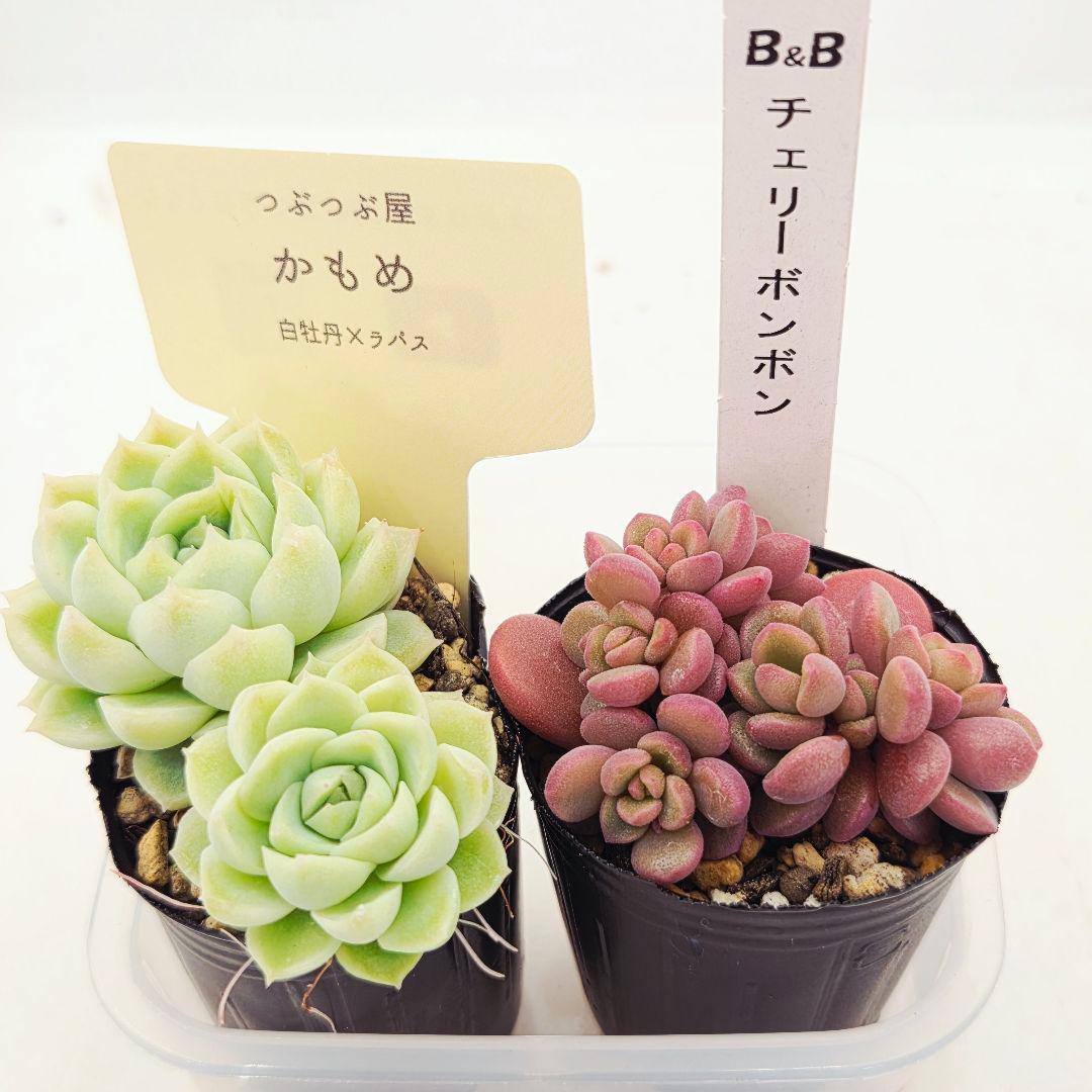 みー❀✼❅様追加2苗㊴大量苗❣️リンダ❣️スプワンプロリ❣️くもも❣️メイプル