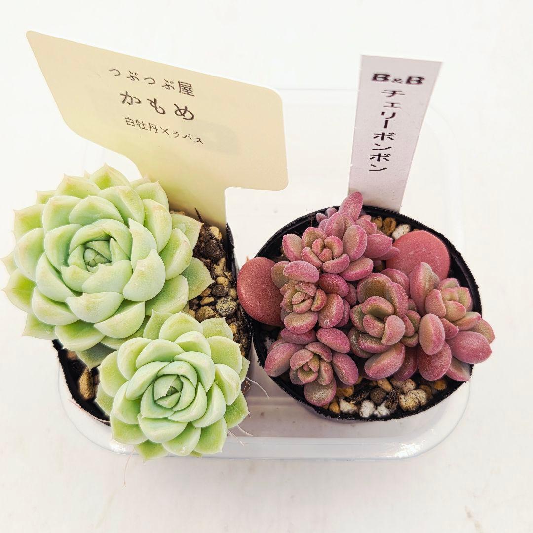 みー❀✼❅様追加2苗㊴大量苗❣️リンダ❣️スプワンプロリ❣️くもも❣️メイプル