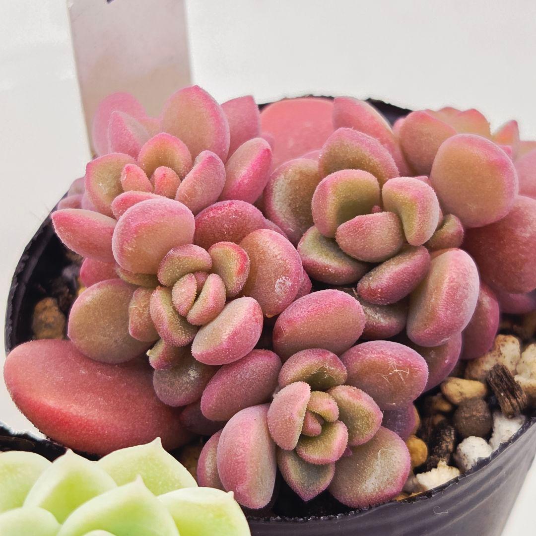 みー❀✼❅様追加2苗㊴大量苗❣️リンダ❣️スプワンプロリ❣️くもも❣️メイプル